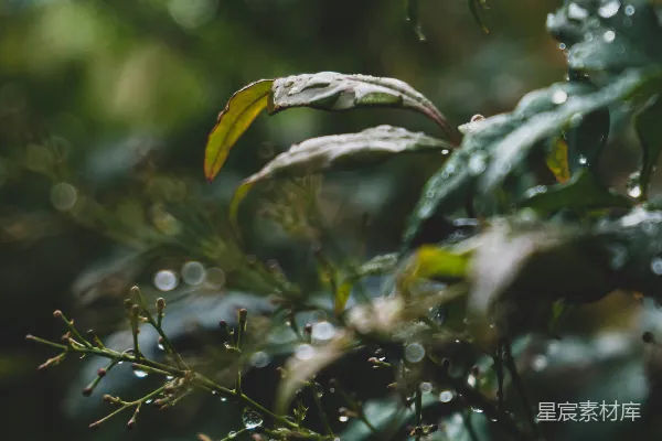 高清摄影 树上近景，挂着水珠