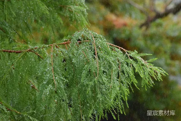 高清摄影 枝干上挂着细水珠的特写镜头