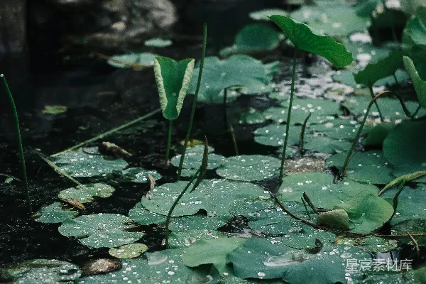 高清摄影 满是水生植物的池塘