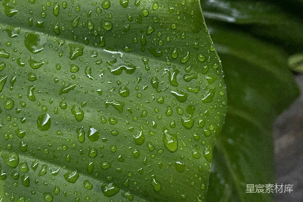 高清摄影 一片大绿叶上滴着水珠