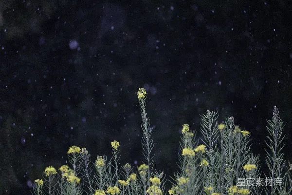 高清摄影 一束在草丛中的花