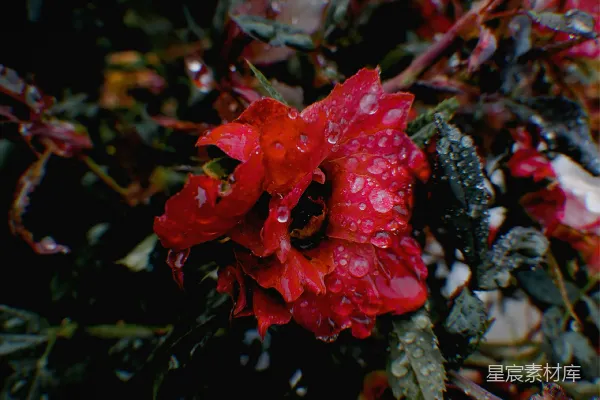 高清摄影 红花瓣的花朵