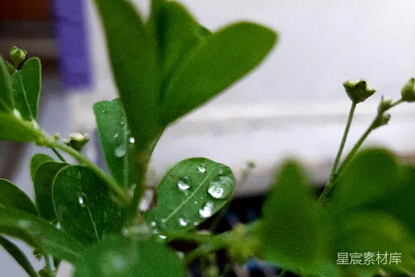 高清摄影 叶片上一只昆虫的特写
