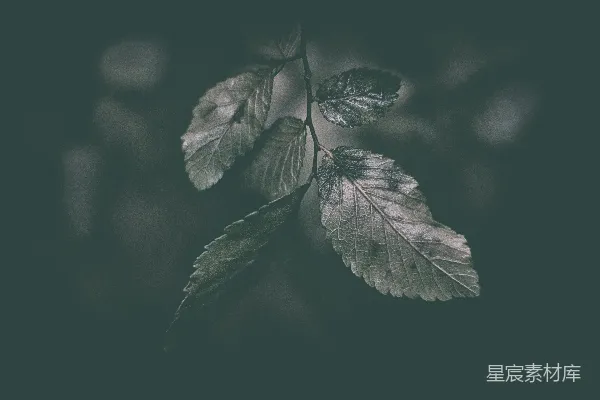 高清摄影 灰叶植物
