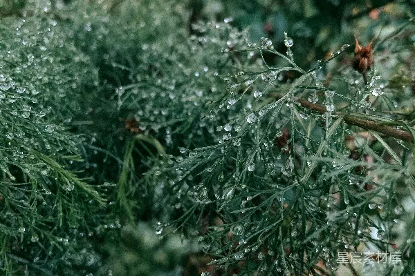 高清摄影 带水珠的绿色植物