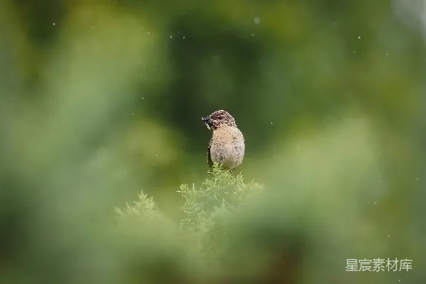 高清摄影 一只小鸟栖息在树干的一端。