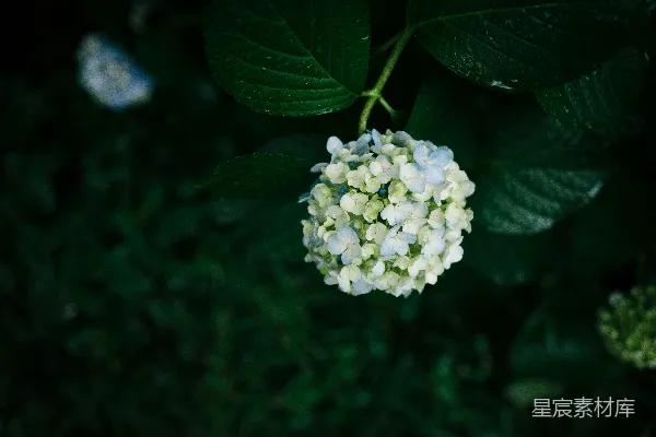 高清摄影 选择性聚焦拍摄的白花状花朵照片