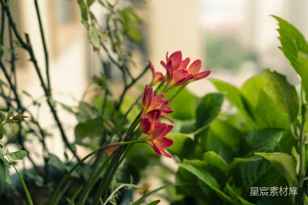 高清摄影 红色的花朵在绿色的叶丛中绽放。