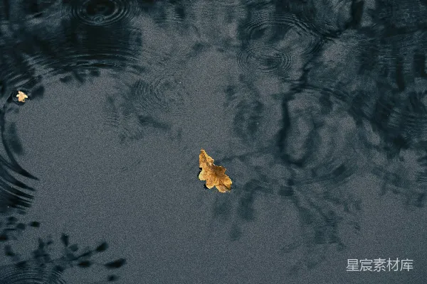 高清摄影 水面漂浮的一片叶子