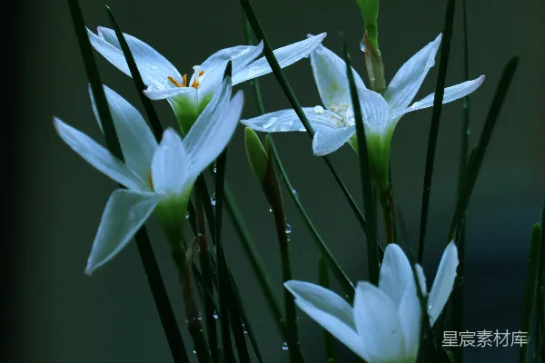 高清摄影 一束花瓶中的白色花朵