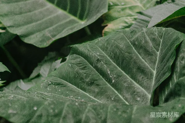 高清摄影 一片大绿色叶片植物的特写