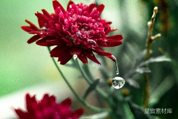 高清摄影 红花瓣的花