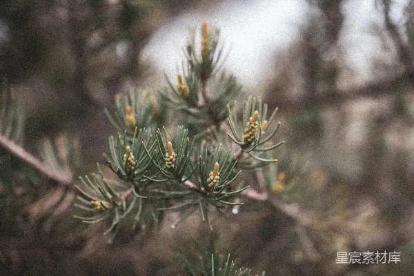 高清摄影 松树针叶和芽的特写镜头。