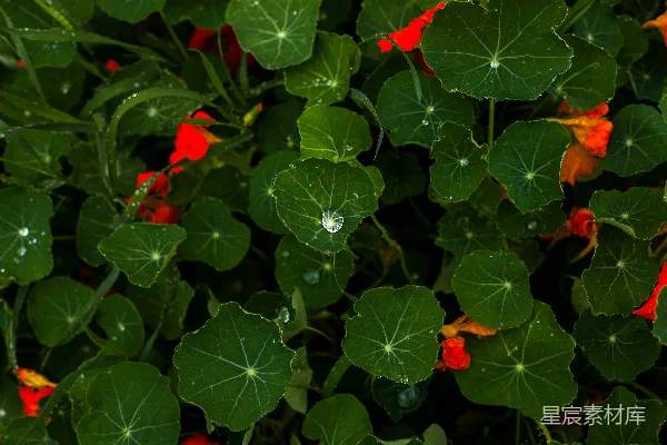 高清摄影 一群开红花的植物