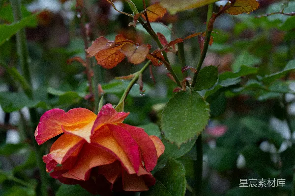高清摄影 红橙相间的花朵，绿叶交织