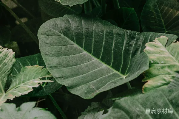 高清摄影 一棵绿色叶植物的特写镜头