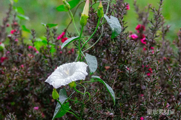 高清摄影 一株枝头长有绿色叶子和白色花朵的灌木