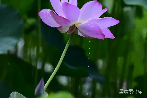 高清摄影 粉色荷花，带着水珠。
