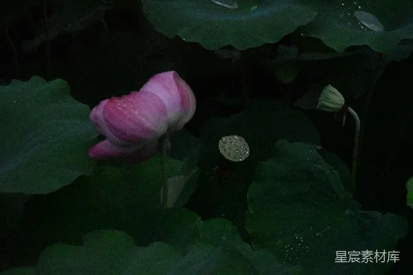 高清摄影 粉色的莲花绽放于绿叶之间。