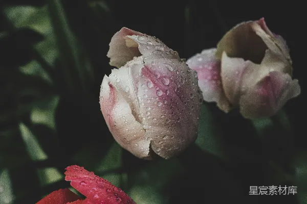 高清摄影 一朵花的特写镜头