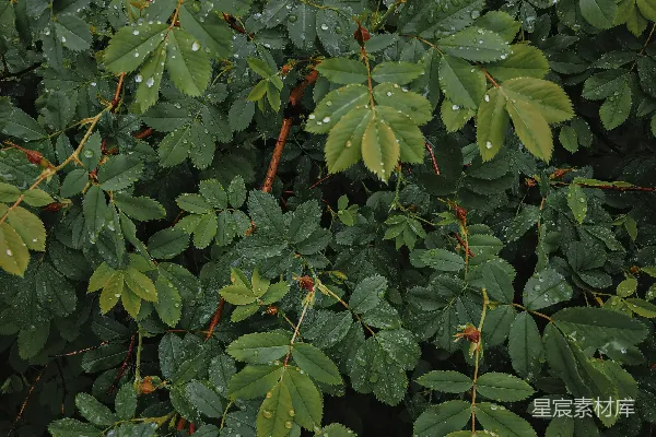 高清摄影 绿色和红色的植物上有水珠