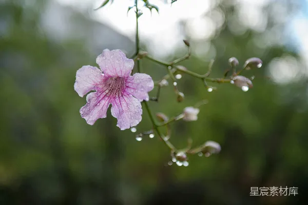 高清摄影 倾斜透视镜头下的紫色花朵