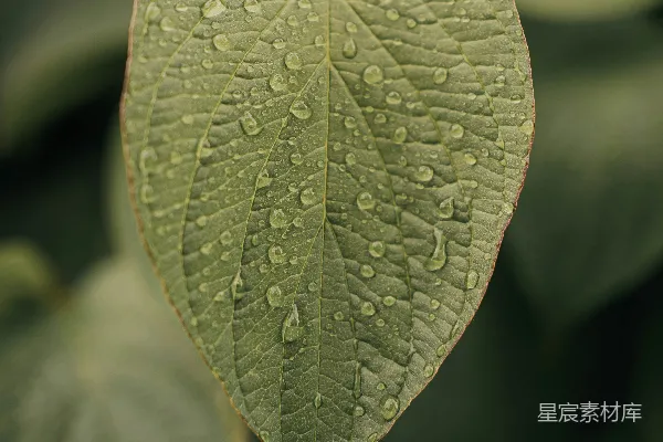 高清摄影 一片带着水滴的绿叶