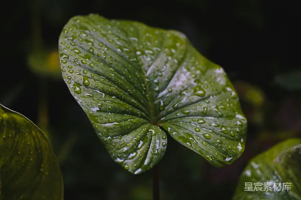 高清摄影 一片绿叶上有水珠