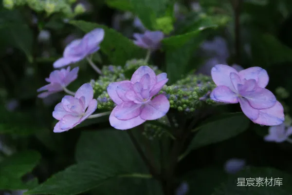 高清摄影 macro拍摄的紫色花朵