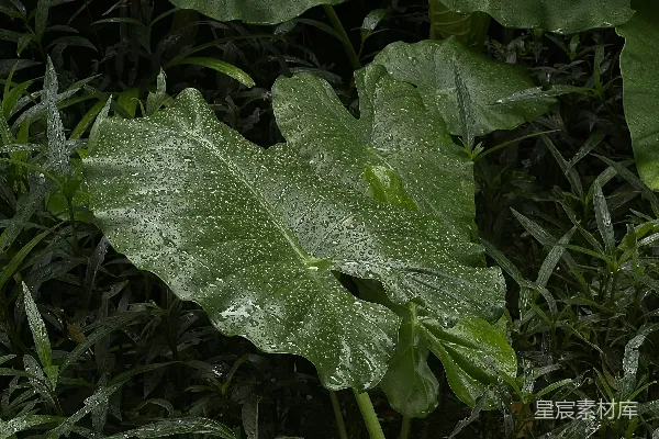 高清摄影 一片大大的绿色叶子上挂着水珠