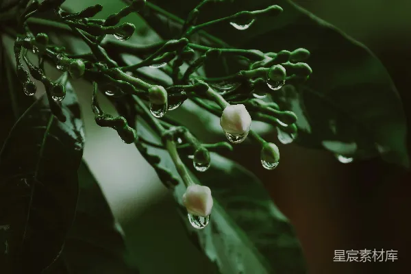 高清摄影 一株植物的特写镜头，上面挂着水珠。