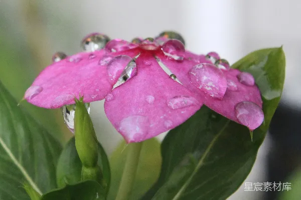 高清摄影 花瓣上和周围有水珠的粉红色花朵。