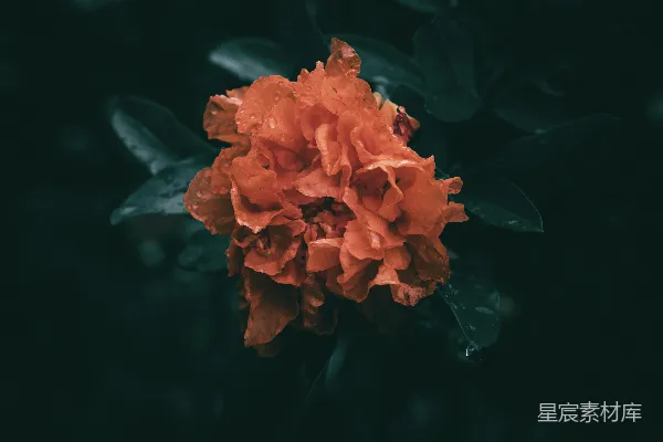 高清摄影 黑色背景上的一朵橙色花朵的特写镜头