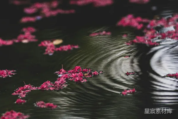 高清摄影 白天水上的粉红花朵