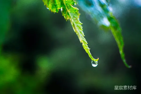 高清摄影 一滴水珠悬挂在一片鲜艳的绿叶上。