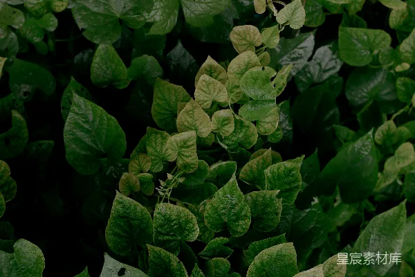 高清摄影 一棵植物的特写镜头，叶片为绿色。