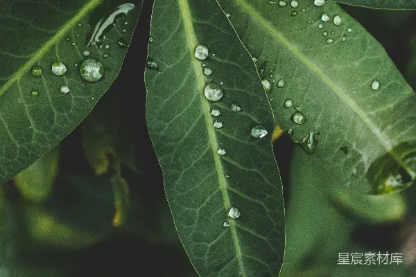 高清摄影 绿叶植物