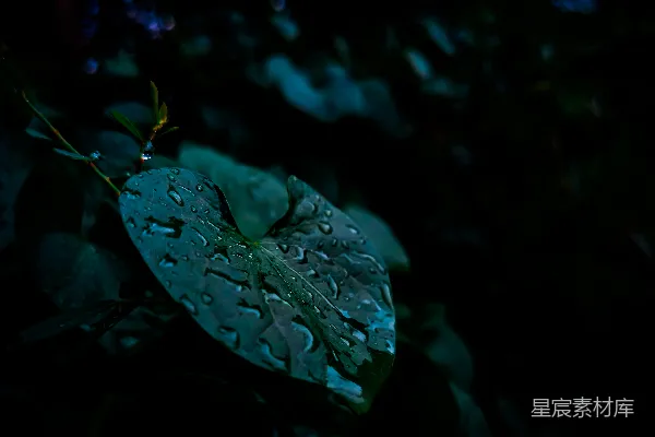 高清摄影 植物上的叶子