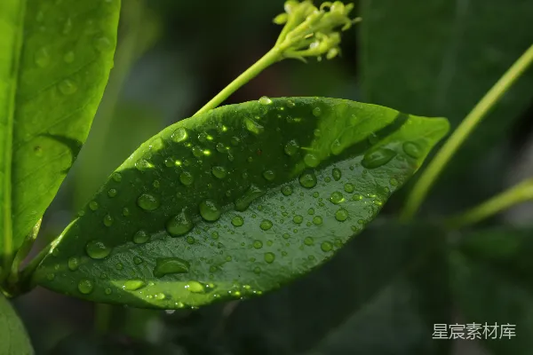 高清摄影 绿叶上缀满水珠和一个小芽。