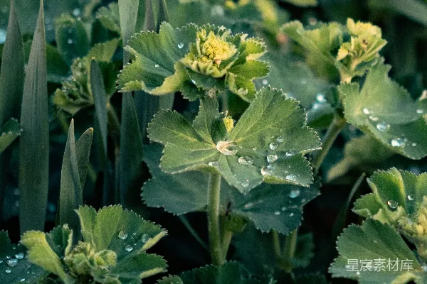 高清摄影 绿色植物叶片上有水珠。