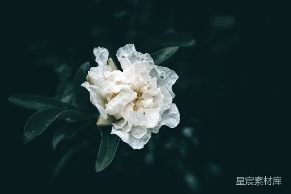高清摄影 黑背景上一朵白色花朵，绿叶。