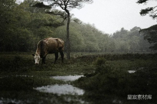 高清摄影 牧牛场旁边一棵树下的牛群