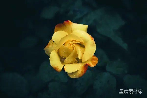 高清摄影 带水珠的黄色玫瑰