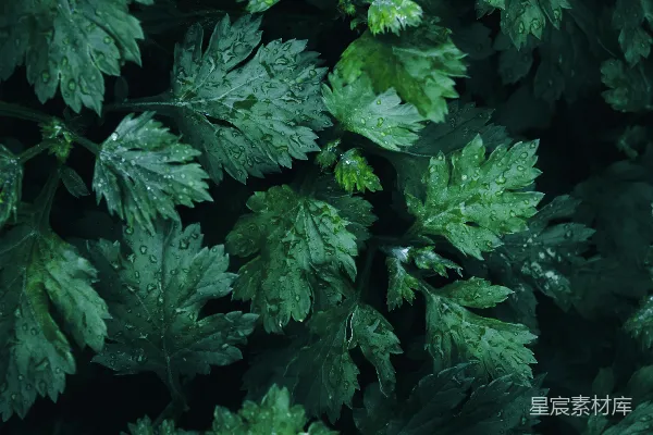 高清摄影 一株绿色植物的特写镜头