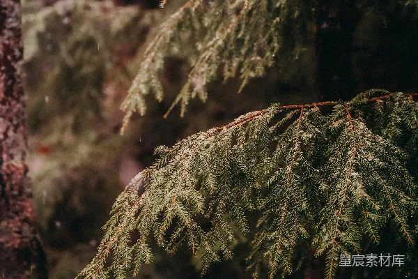 高清摄影 相邻的几棵树