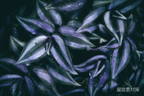 高清摄影 一束带有水珠的紫花