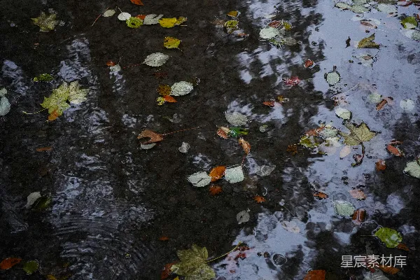 高清摄影 秋叶漂浮在湿漉漉的马路上