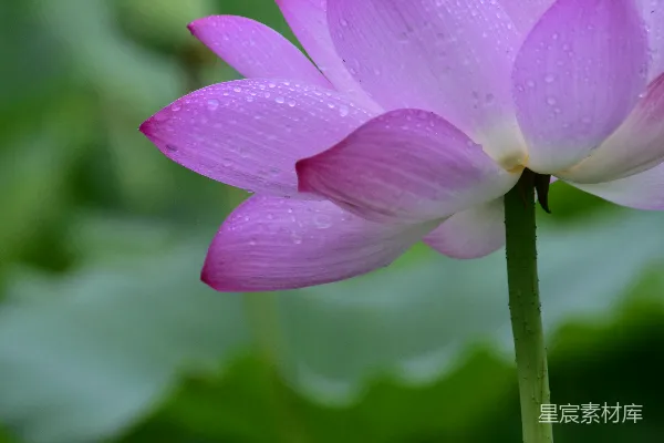高清摄影 粉色荷花，花瓣上点缀着水珠。