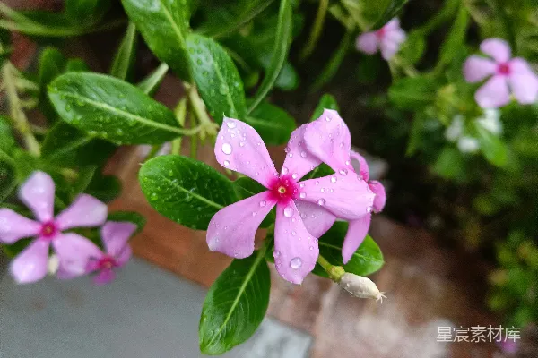高清摄影 一朵粉红色的花朵特写镜头，带有绿色叶片。