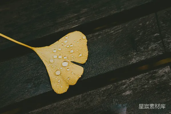 高清摄影 带水珠的黄色树叶